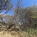 Acacia mellifera
