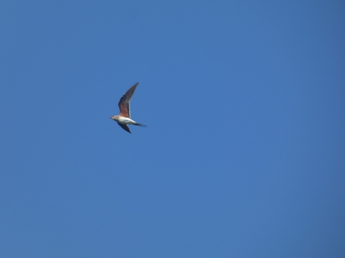 iNaturalist image