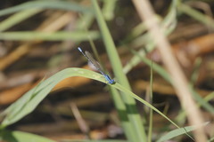 Argia rhoadsi