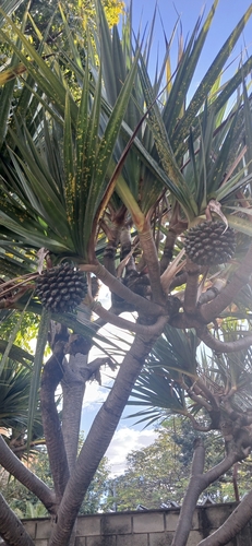 Pandanus utilis observed 2026-07-22