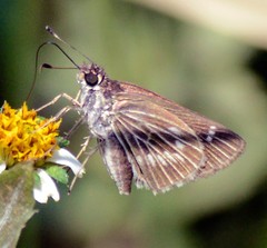 Vehilius stictomenes