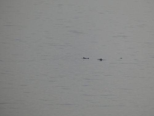 Black Sea Porpoise