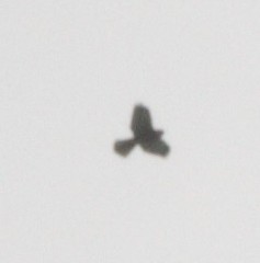 Accipiter virgatus fuscipectus