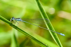 Aciagrion occidentale