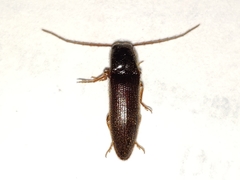 Dipropus schwarzi