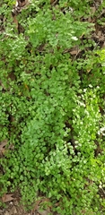 Adiantum jordanii image