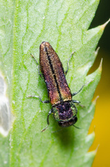 Agrilaxia flavimana