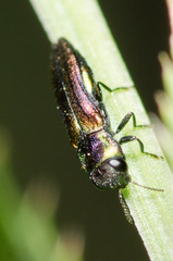 Agrilaxia flavimana