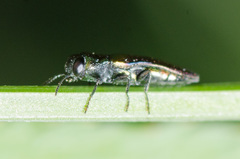 Agrilaxia flavimana