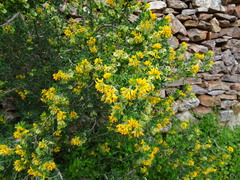 Medicago arborea