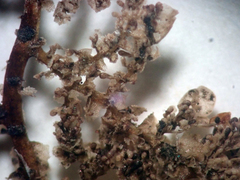 Lepidolaena taylorii