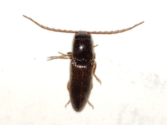Dipropus schwarzi