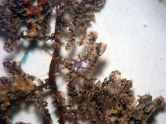 Lepidolaena taylorii