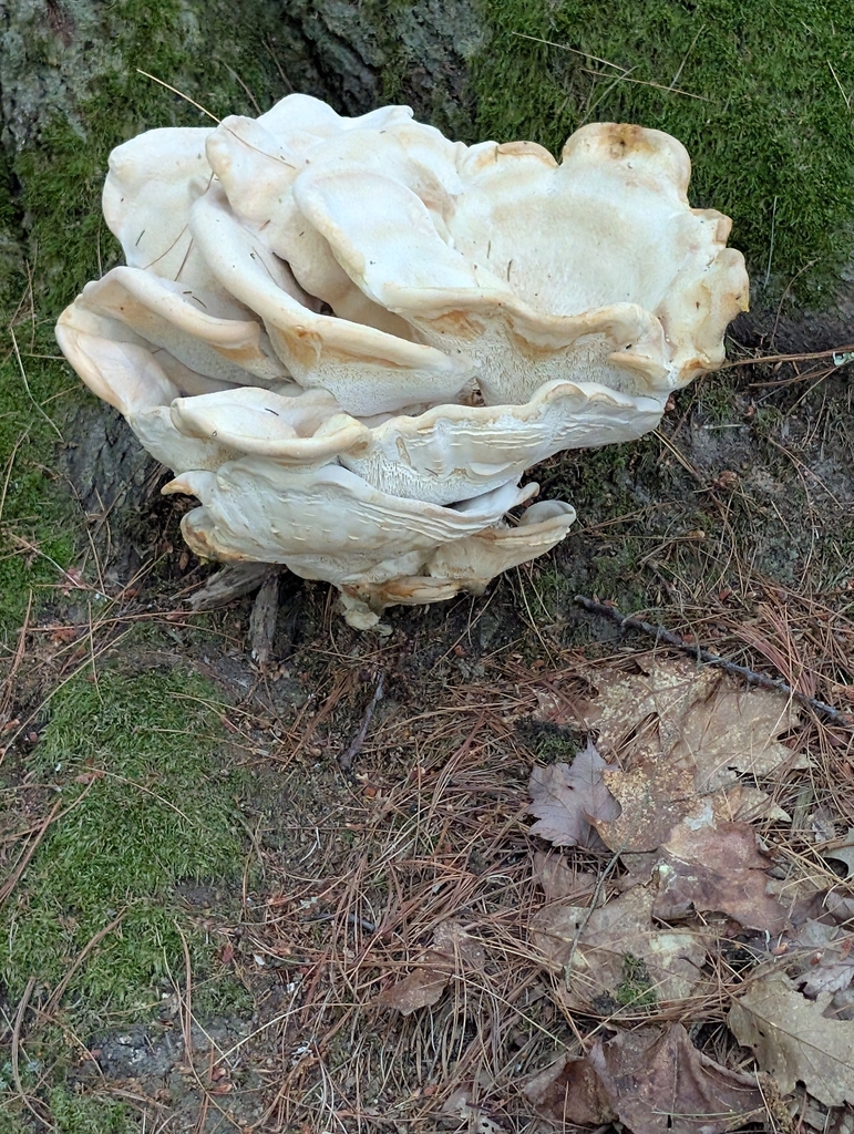 Berkeley's Polypore · July 2026 · photo: Photo: (c) Robert Guralnick, some rights reserved (CC BY) · iNaturalist