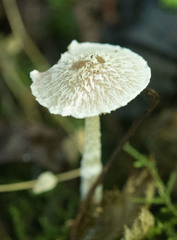 Psathyrella frustulenta