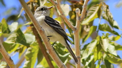 Empidonax wrightii
