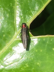 Agrilus imitans
