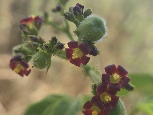 Jatropha gossypiifolia, 2026-07-16