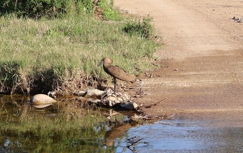 iNaturalist image