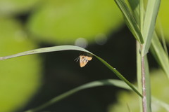 Anteros carausius carausius