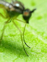 Calyxochaetus frontalis