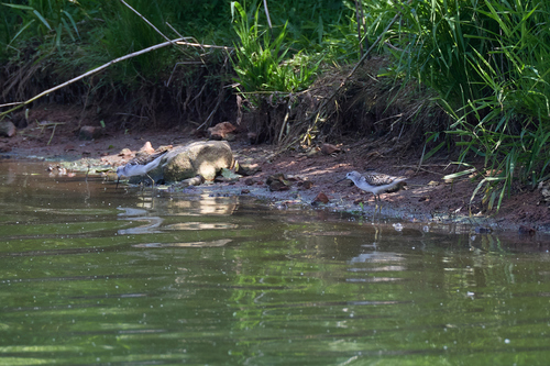 iNaturalist: (c) Борняков Григорий, some rights reserved (CC BY-NC), uploaded by Борняков Григорий iNaturalist image