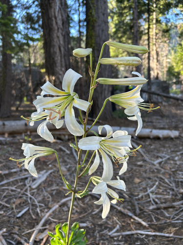 Lilium washingtonianum, photograph 5