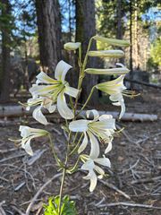 Lilium washingtonianum, photograph (c) Corey Shake, some rights reserved (CC BY)