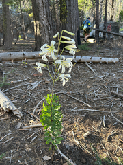 Lilium washingtonianum, photograph (c) Corey Shake, some rights reserved (CC BY)