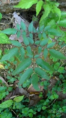 Aralia armata