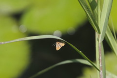 Anteros carausius carausius