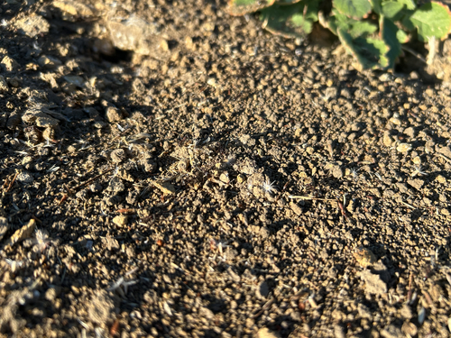 Thistledown Velvet Ant