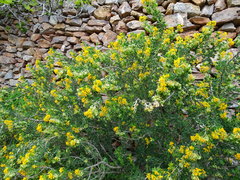 Medicago arborea
