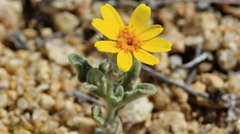 Eriophyllum wallacei