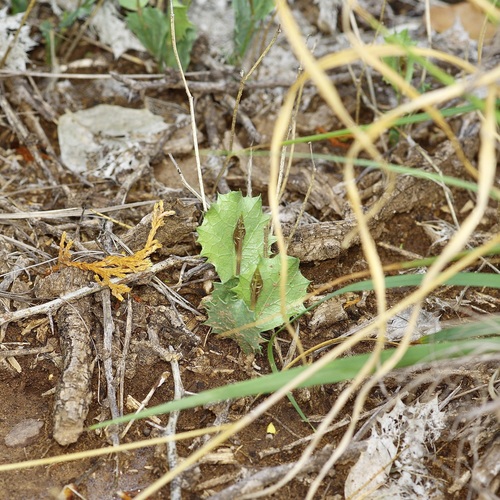 Acourtia nana