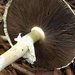 Field and Button Mushrooms - Photo (c) Jason Hollinger, some rights reserved (CC BY)