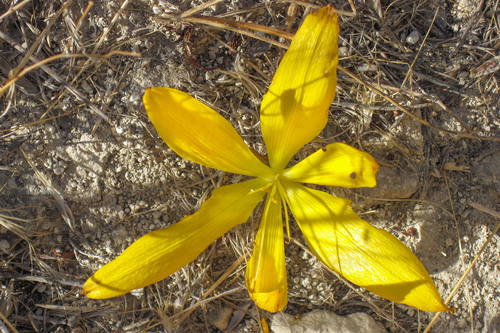 Sternbergia clusiana, photograph 5