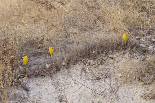 Sternbergia clusiana, photograph 6