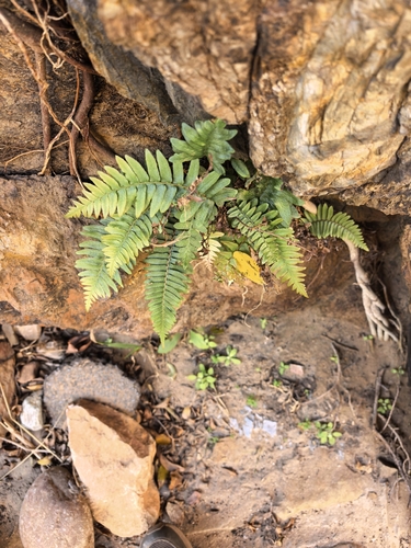 Blechnum australe, photograph 4