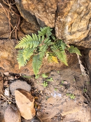 Blechnum australe, photograph author not stated, no rights reserved