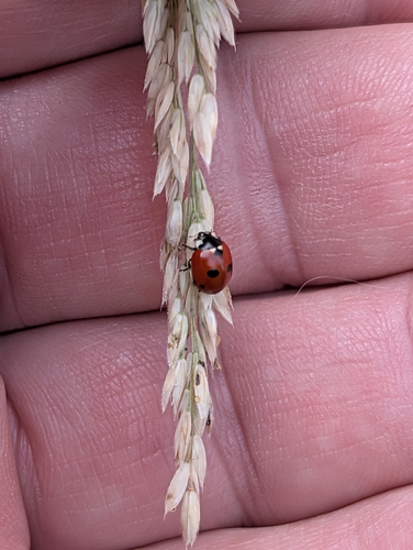 5-spotted Lady Beetle