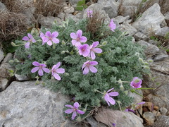 Erodium foetidum