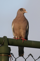 Patagioenas corensis