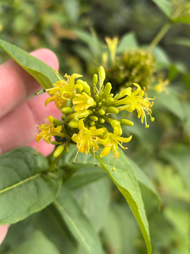 Diervilla sessilifolia, photograph 4