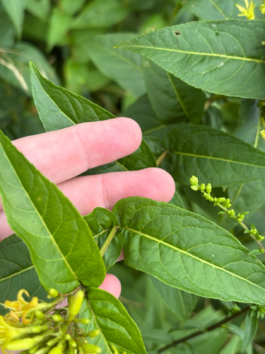 Diervilla sessilifolia, photograph 6