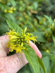 Diervilla sessilifolia, photograph (c) Scott Cave, some rights reserved (CC BY)
