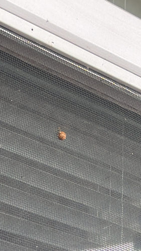 Asian Lady Beetle