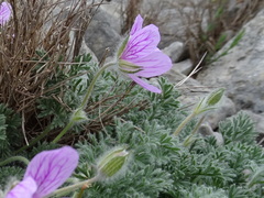 Erodium foetidum