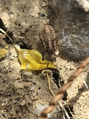 Nysius raphanus