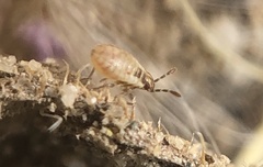 Nysius raphanus
